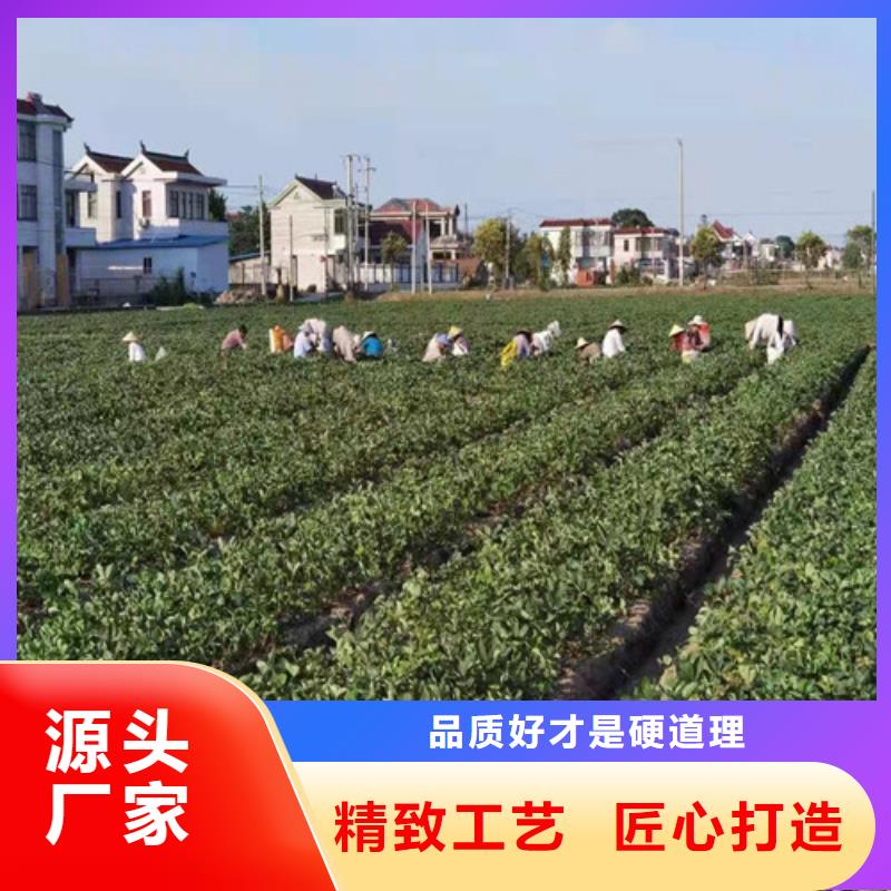 草莓苗,櫻桃樹苗精工打造