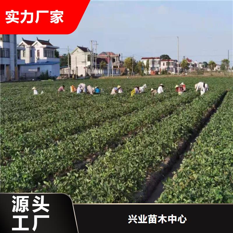 草莓苗,櫻桃樹苗精工打造