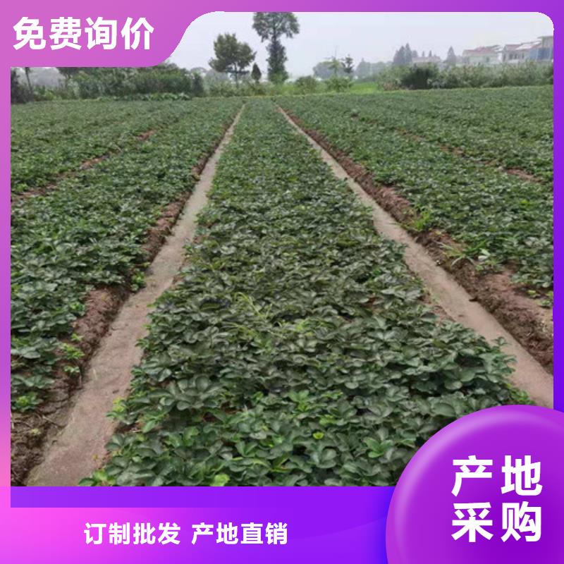 草莓苗,櫻桃樹苗精工打造