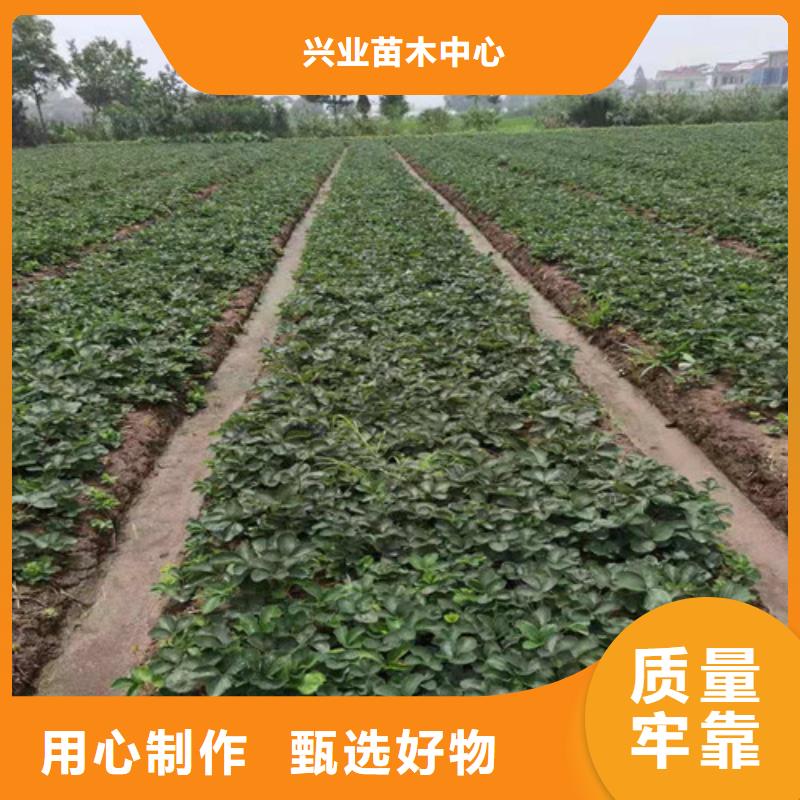 草莓苗,櫻桃樹苗精工打造