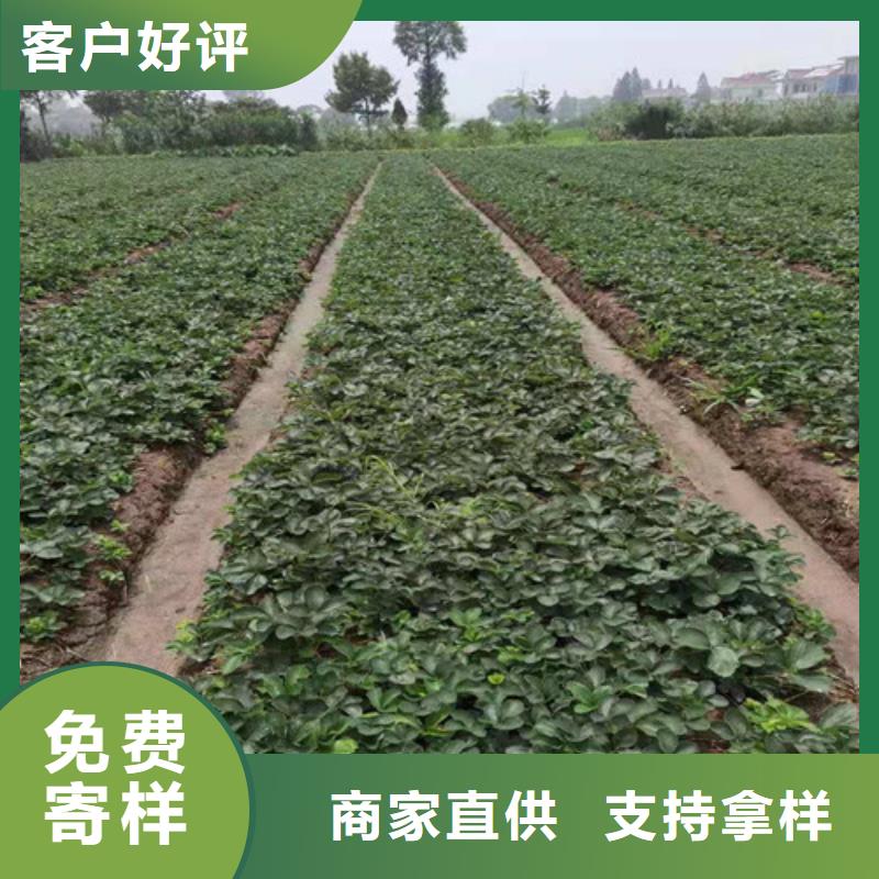草莓苗珍珠油杏符合标准
