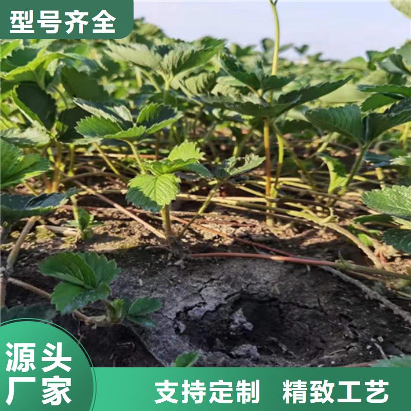 草莓苗,櫻桃樹苗精工打造