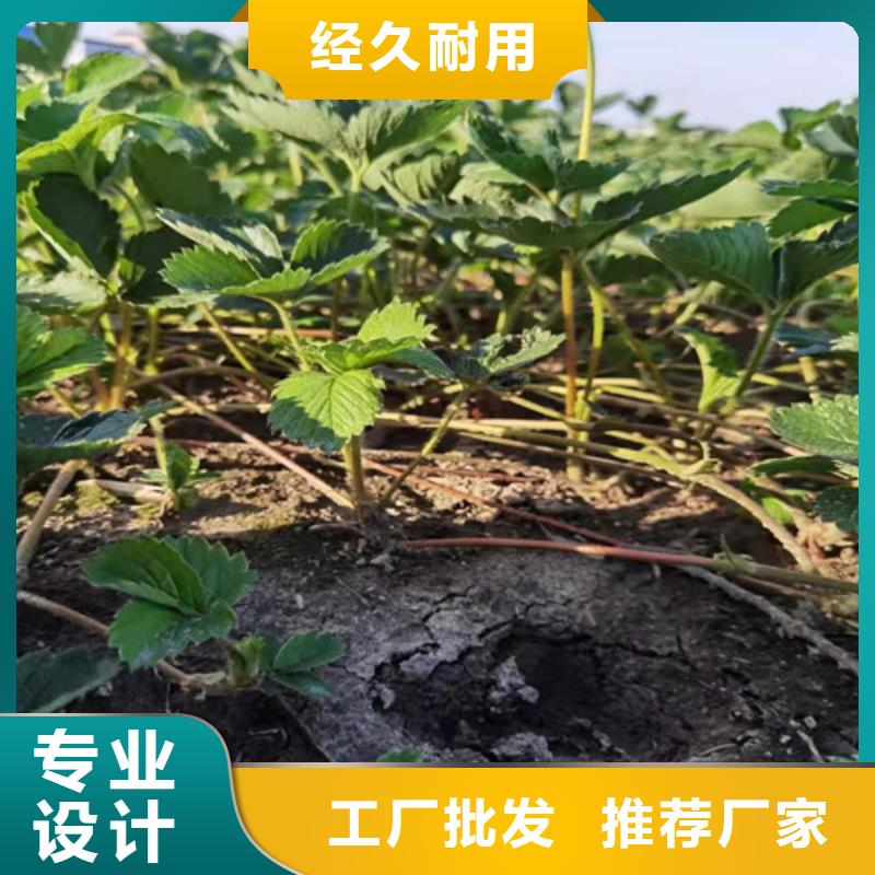 草莓苗,櫻桃樹(shù)苗精工打造