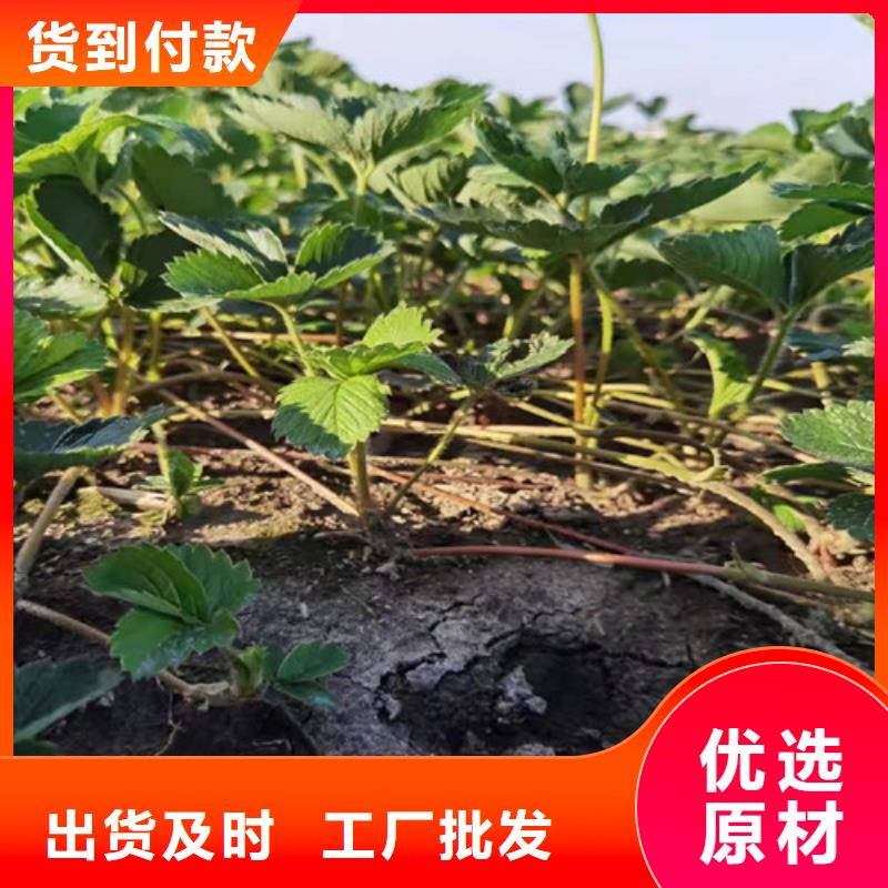 草莓苗,櫻桃樹苗精工打造