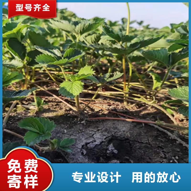 草莓苗珍珠油杏符合标准