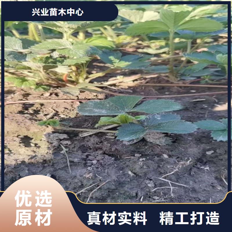 草莓苗冬棗苗精選廠家好貨