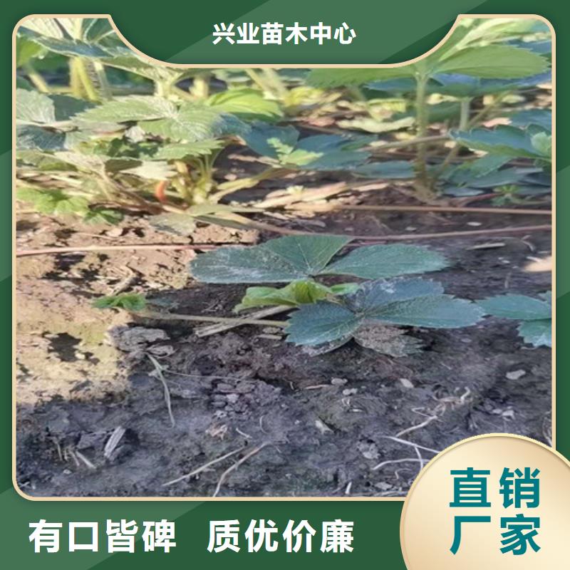 草莓苗,櫻桃樹(shù)苗精工打造