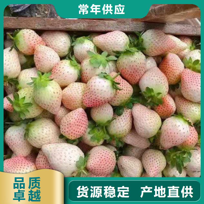 草莓苗,櫻桃樹苗精工打造