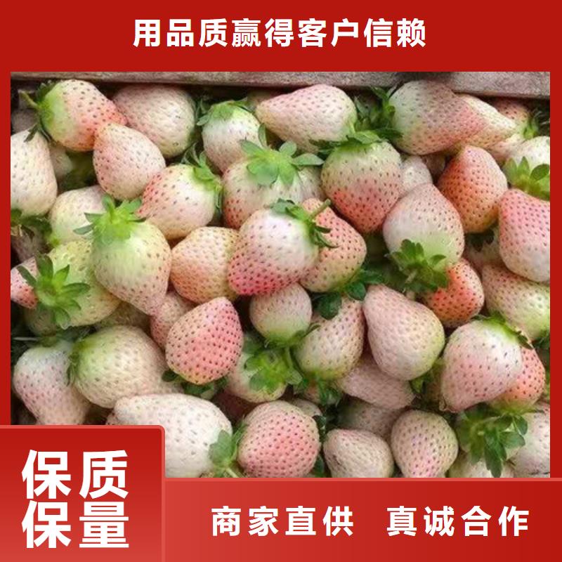 草莓苗冬棗苗精選廠家好貨