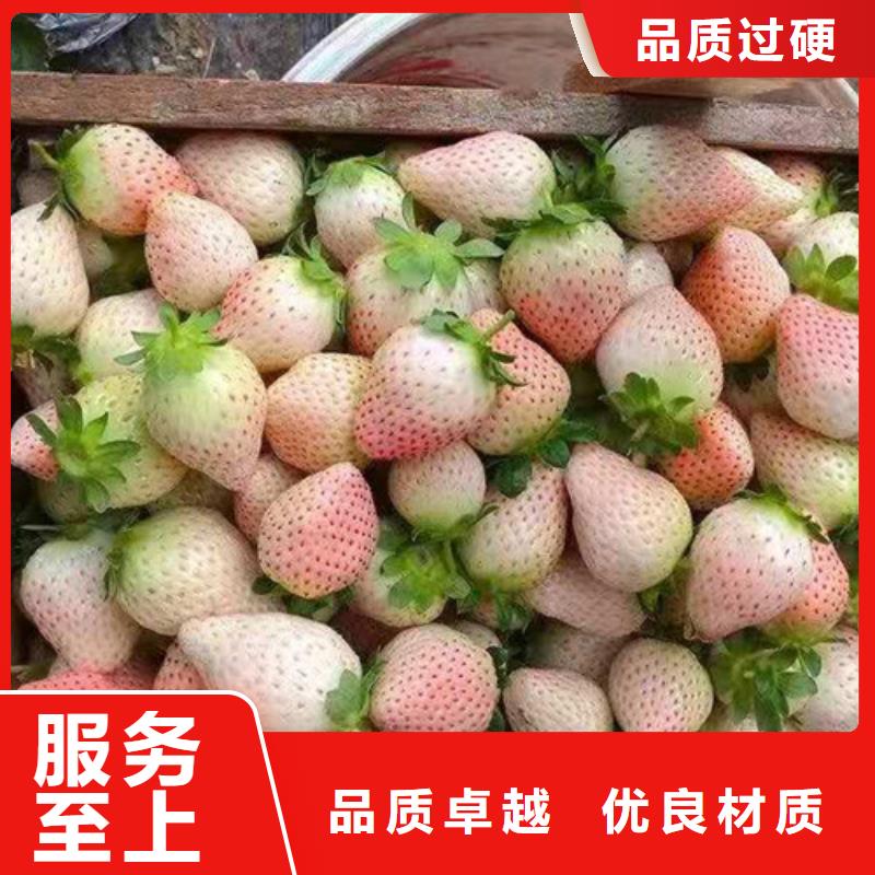 草莓苗,櫻桃樹苗精工打造
