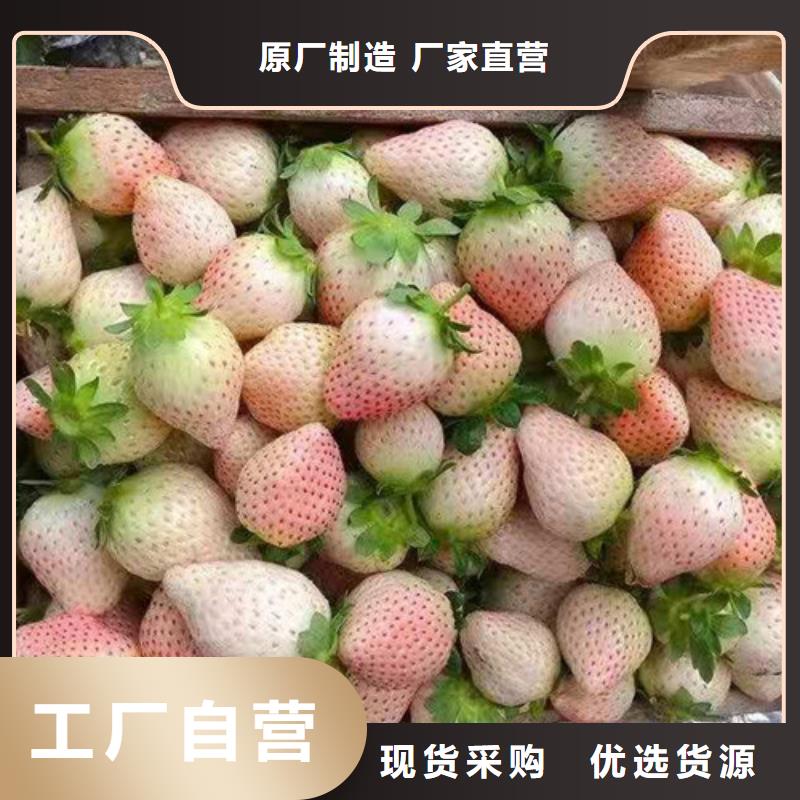 草莓苗珍珠油杏符合标准