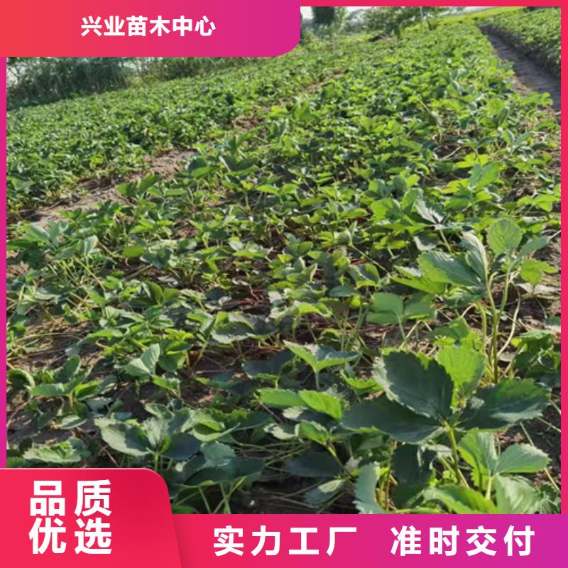 草莓苗,櫻桃樹(shù)苗精工打造