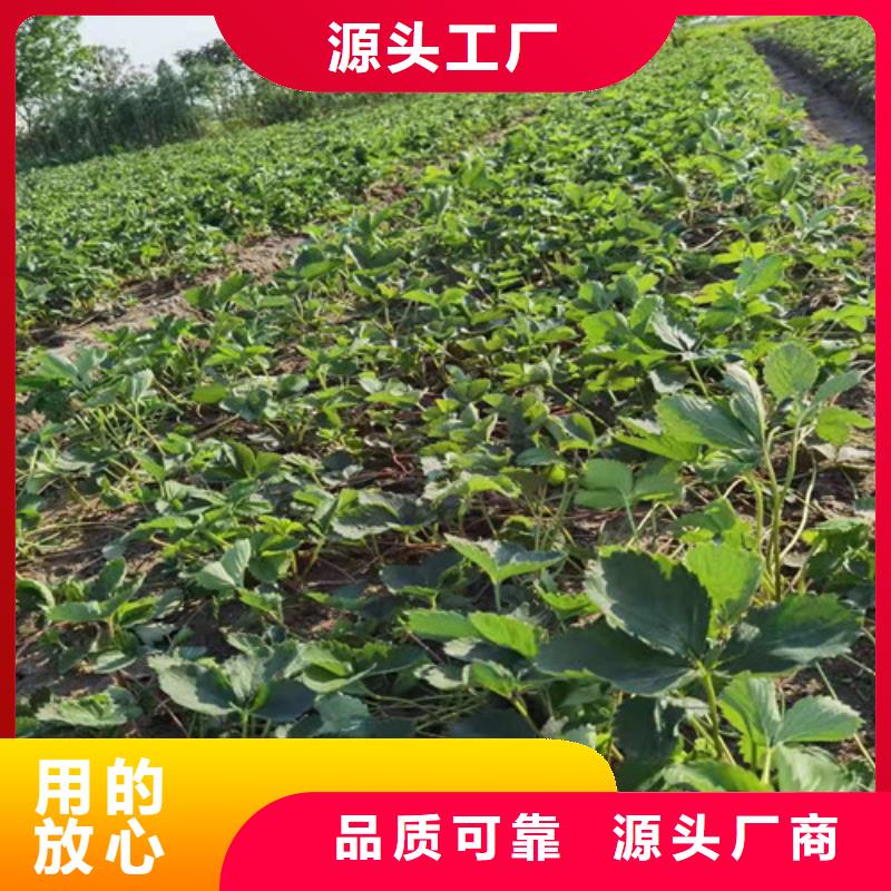 草莓苗珍珠油杏符合标准