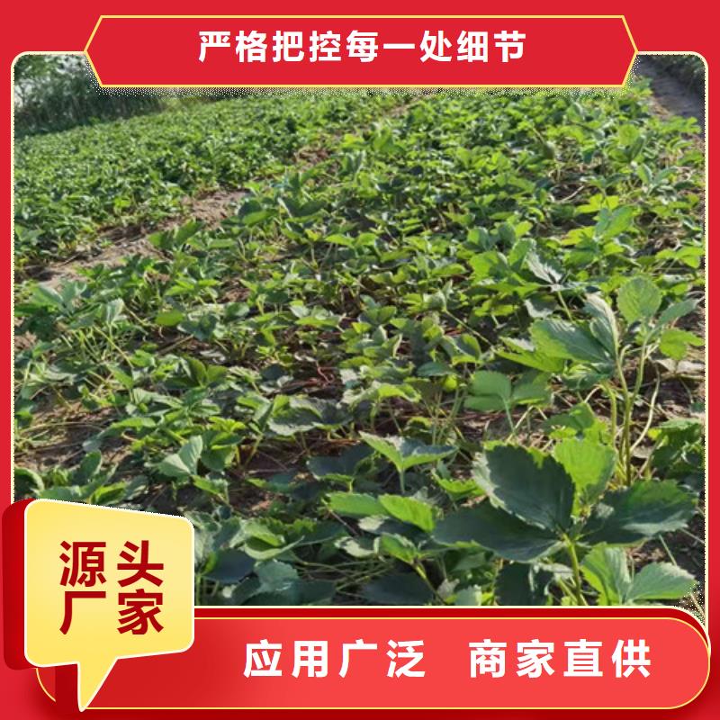 草莓苗,櫻桃樹苗精工打造