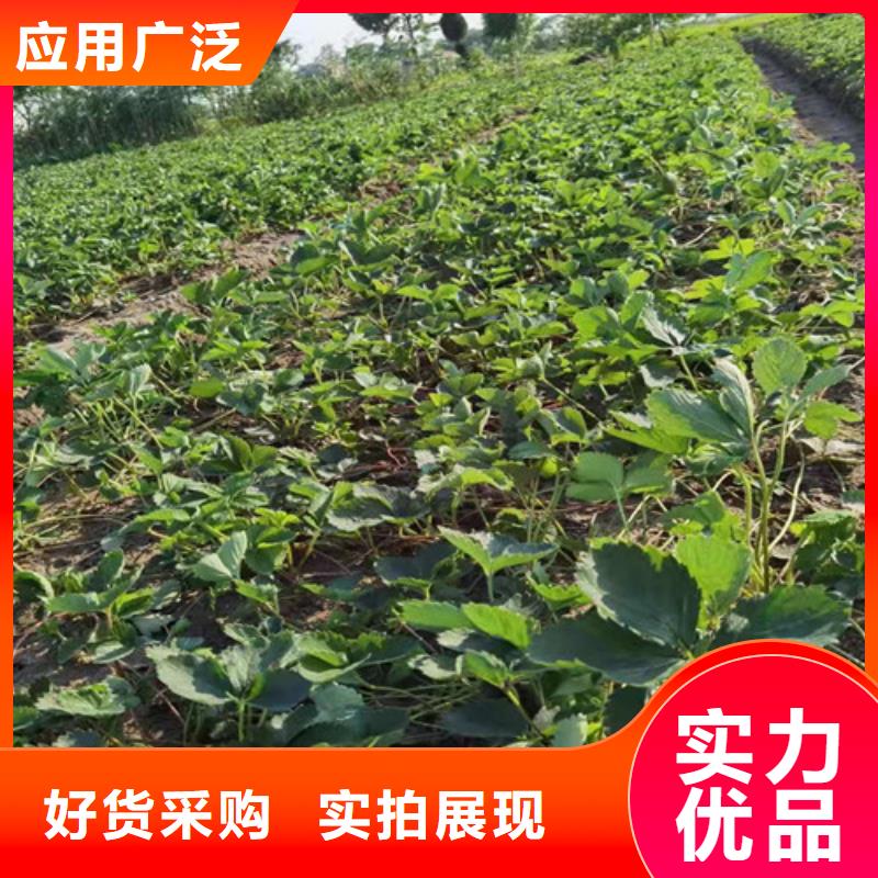 草莓苗冬棗苗精選廠家好貨