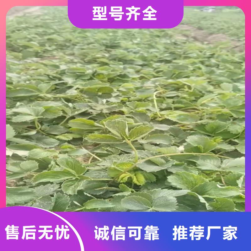 草莓苗,櫻桃樹苗精工打造