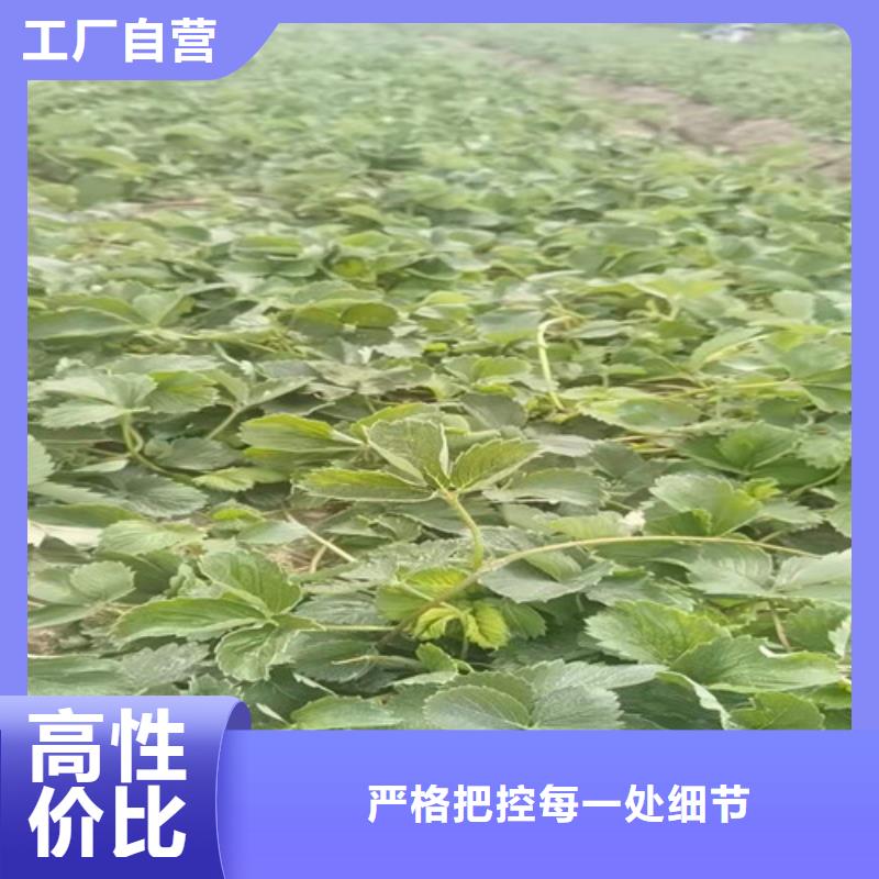 草莓苗,櫻桃樹(shù)苗精工打造
