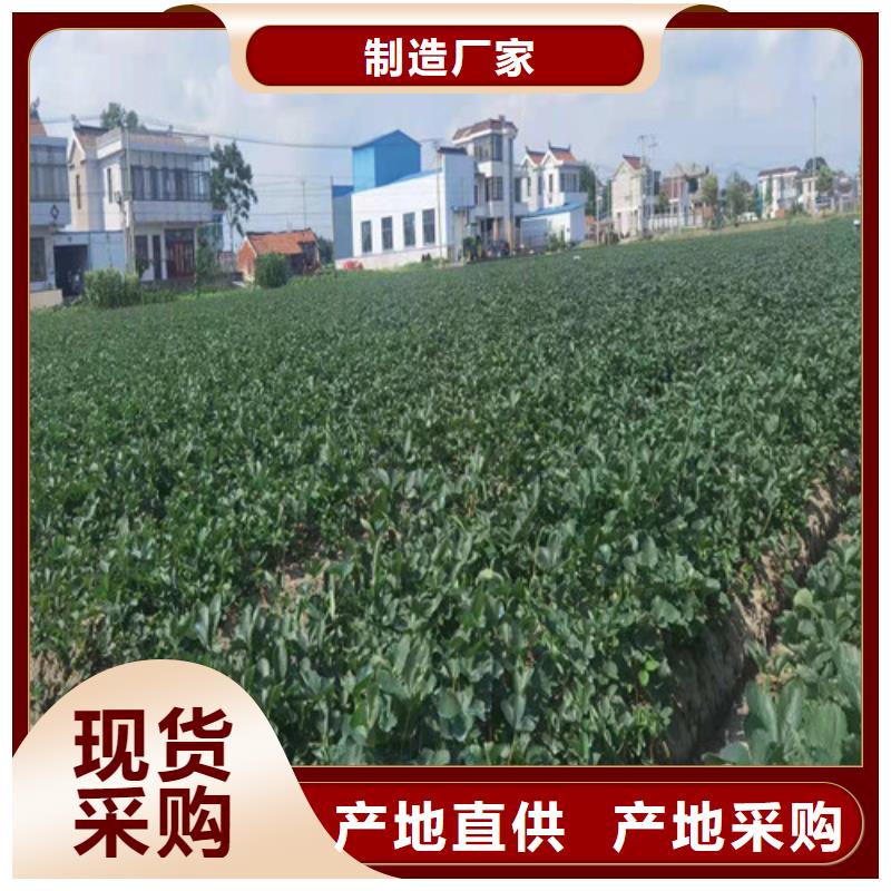 草莓苗珍珠油杏符合标准
