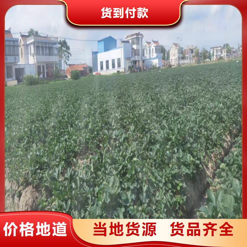 草莓苗,櫻桃樹苗精工打造