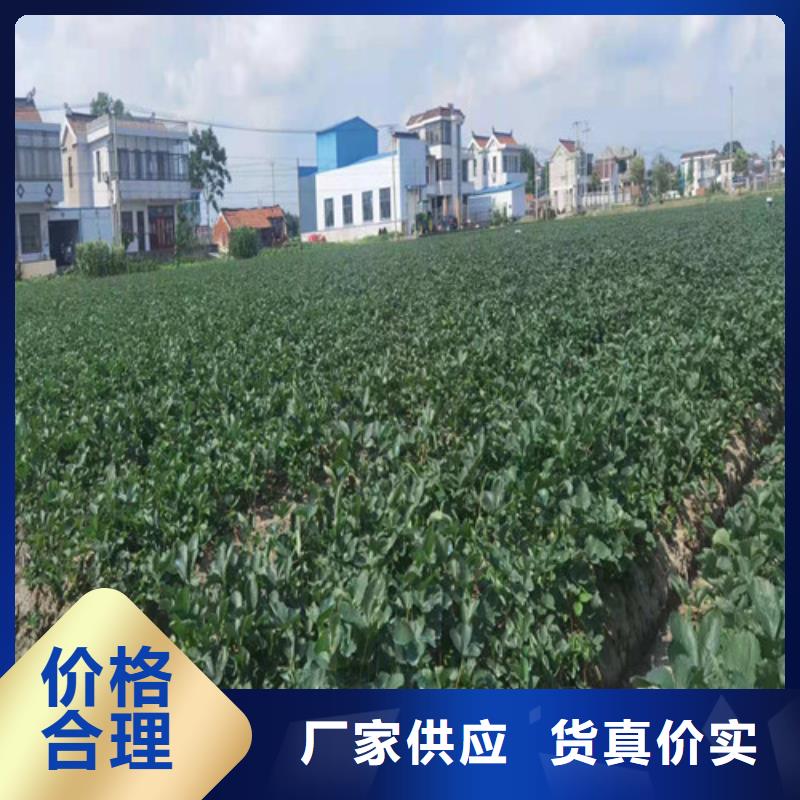 草莓苗,櫻桃樹(shù)苗精工打造