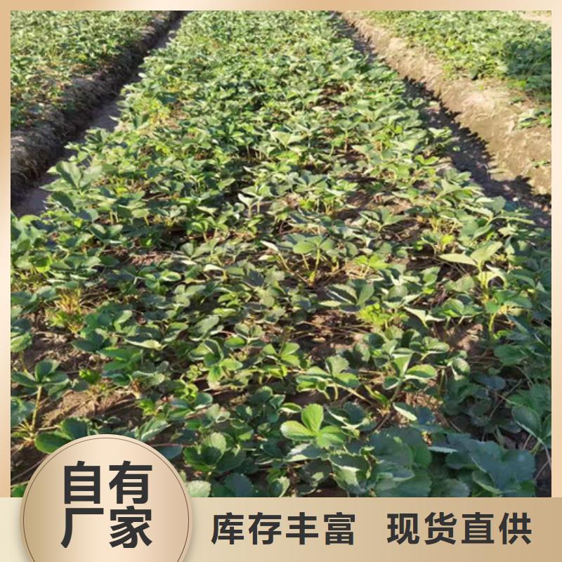 草莓苗,櫻桃樹苗精工打造