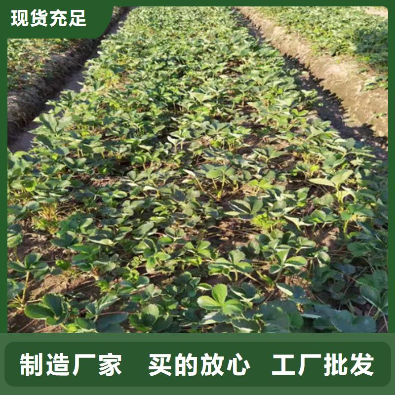 草莓苗,櫻桃樹苗精工打造