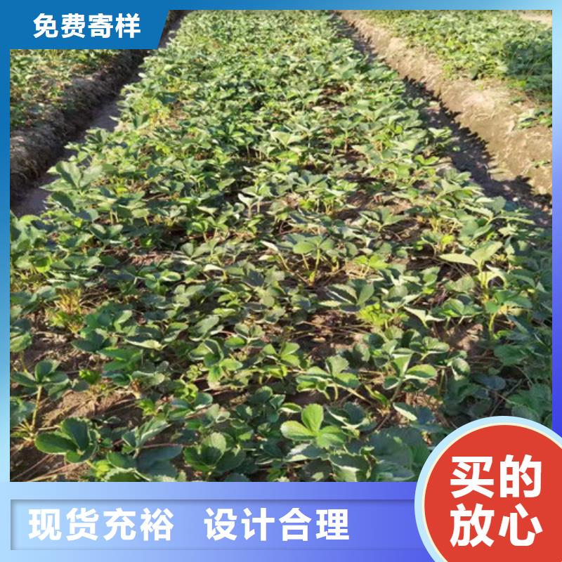 草莓苗珍珠油杏符合标准