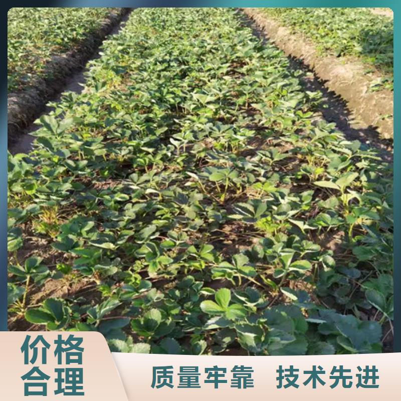 草莓苗,櫻桃樹苗精工打造