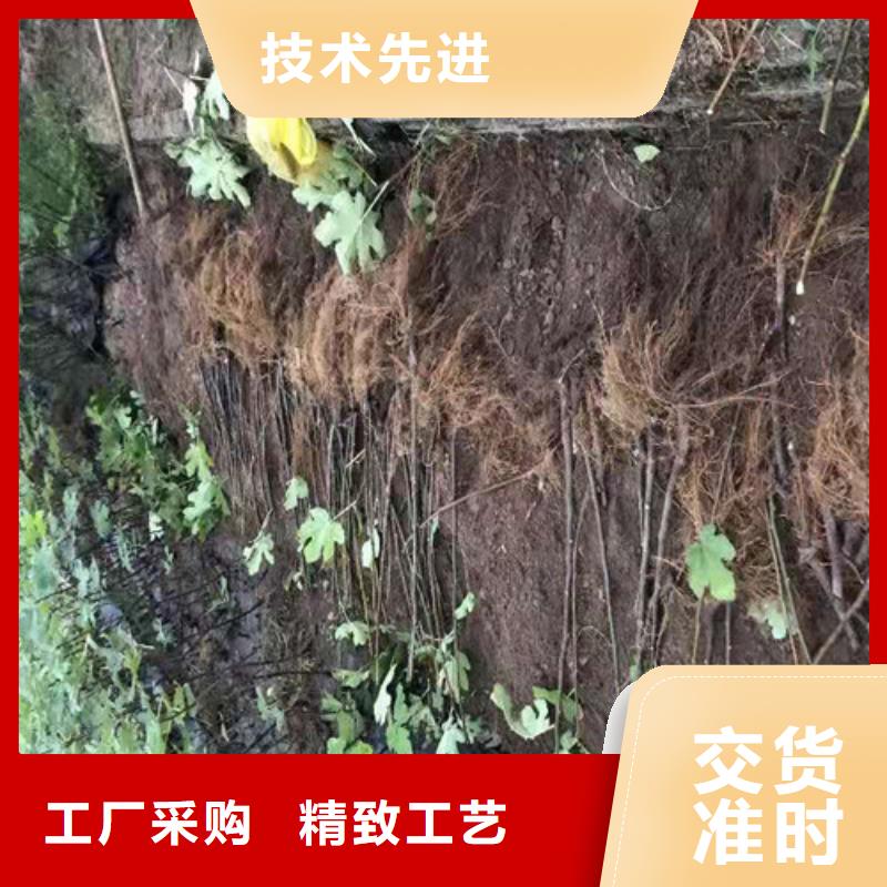 無花果_大雪棗苗定制速度快工期短