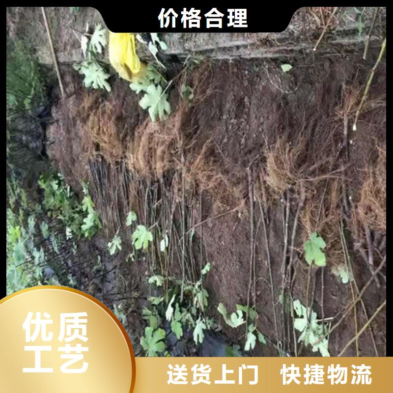 無花果桃樹苗真材實料誠信經(jīng)營