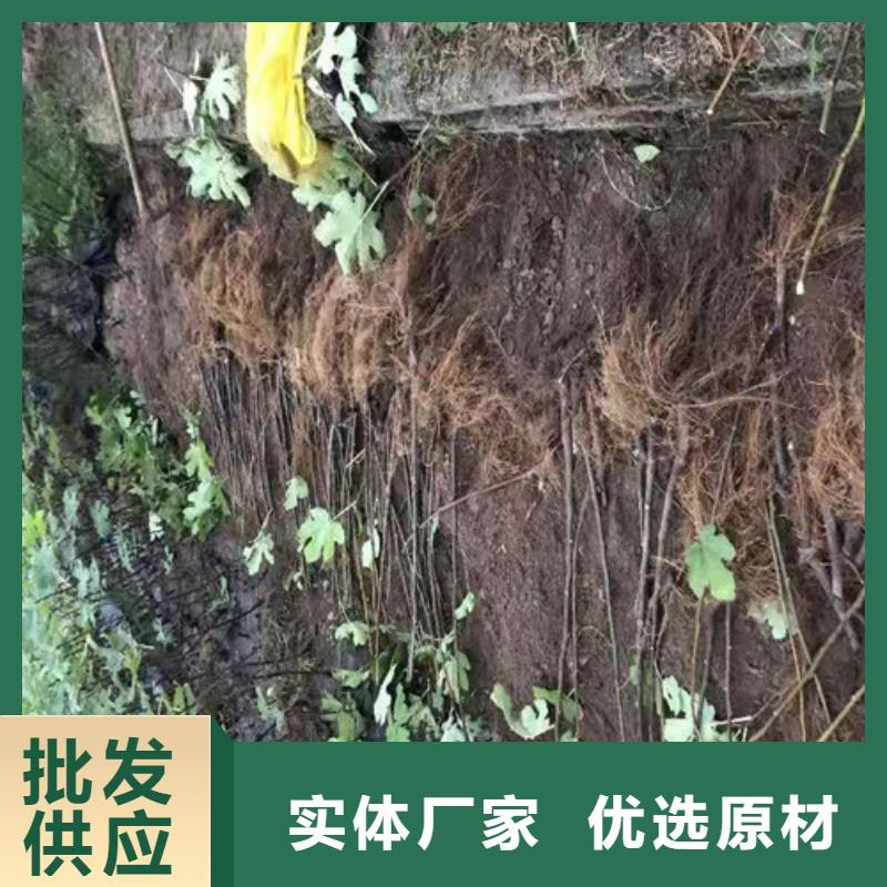 无花果桃树苗厂家自营