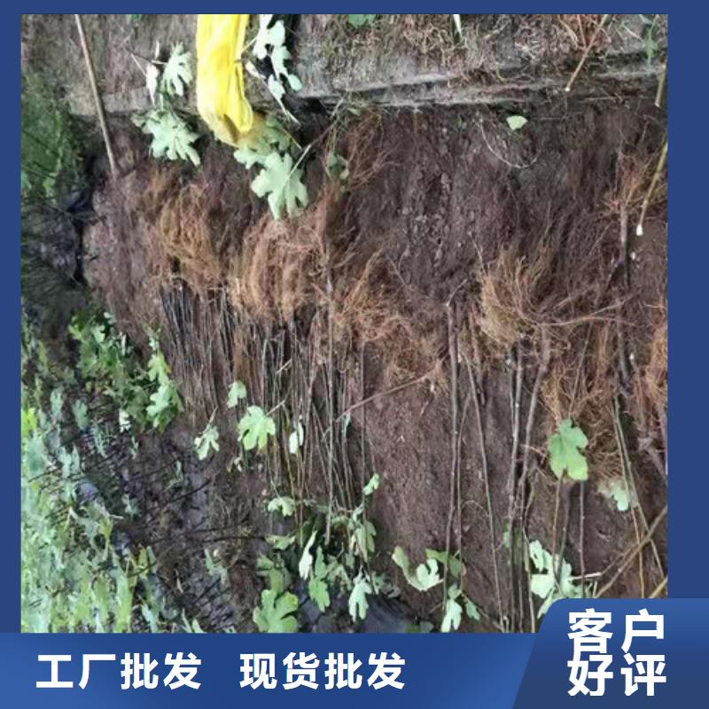 無花果,紅顏草莓苗物流配送