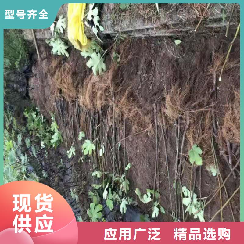 無花果花椒苗用心做品質