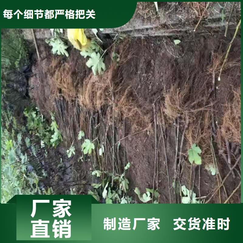 無花果_車?yán)遄用缳|(zhì)量上乘