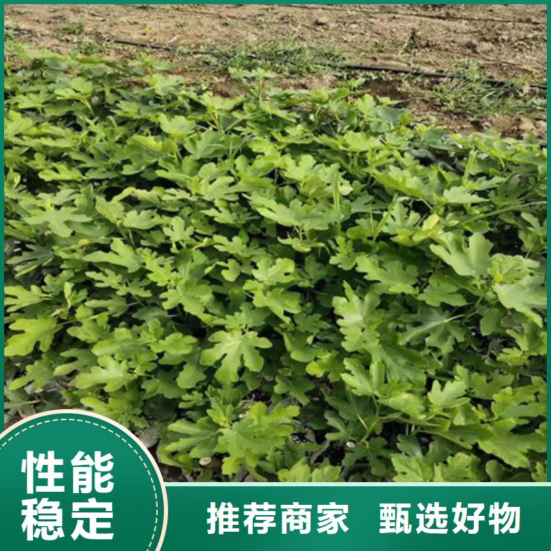 无花果_大雪枣苗定制速度快工期短