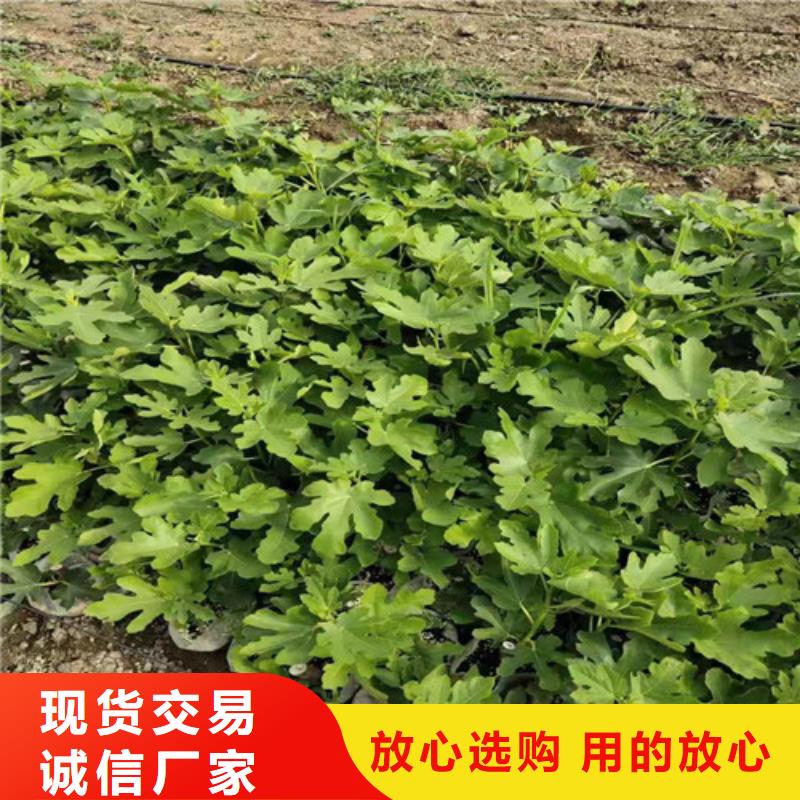 无花果猕猴桃苗常年出售