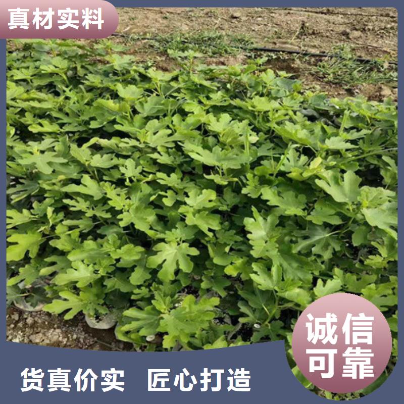 無花果,獼猴桃苗歡迎來電詢價