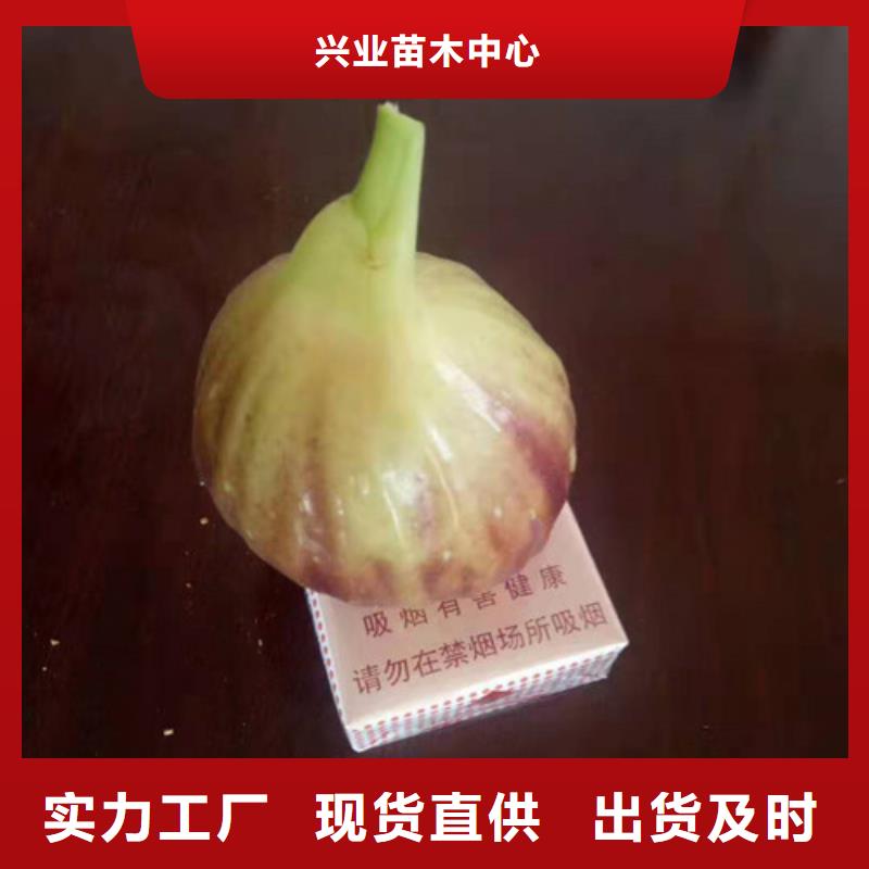 香椿树苗视频-香椿树苗|乌海市|鄂尔多斯|阿拉善|呼伦贝尔|乌兰察布|通辽