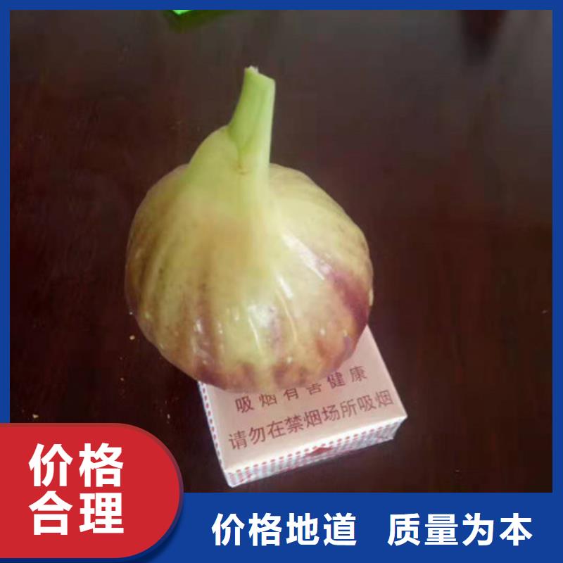無花果,紅顏草莓苗物流配送