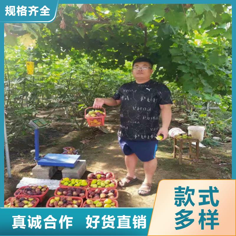 無(wú)花果無(wú)花果苗貨真價(jià)實(shí)