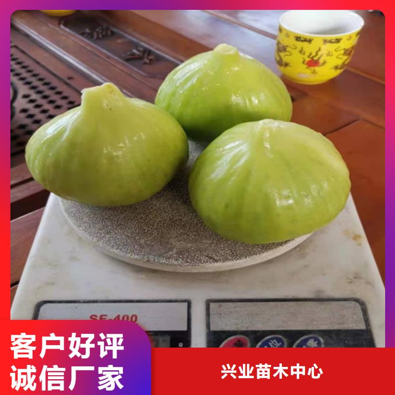 无花果猕猴桃苗详细参数