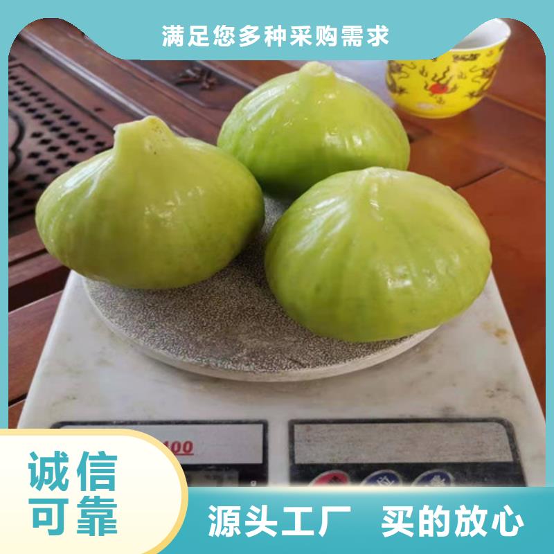 无花果,玉露香梨苗拥有核心技术优势