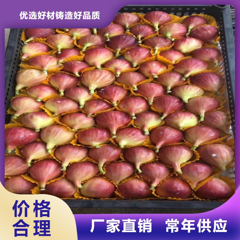 无花果猕猴桃苗常年出售
