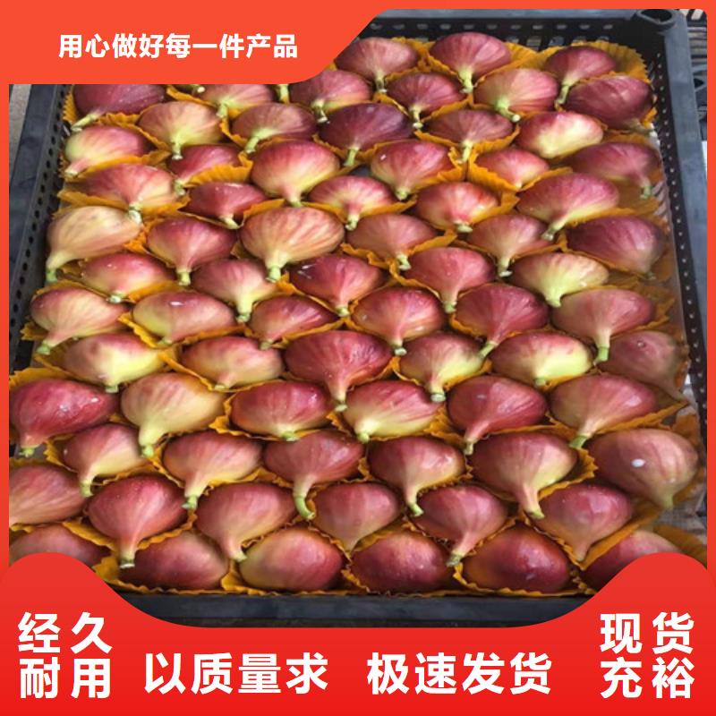 無花果_梨樹苗認準大品牌廠家