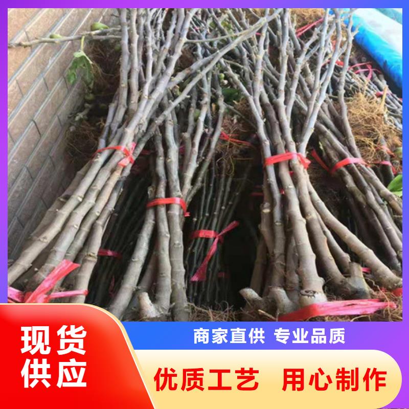 無(wú)花果-酥脆一號(hào)優(yōu)選貨源