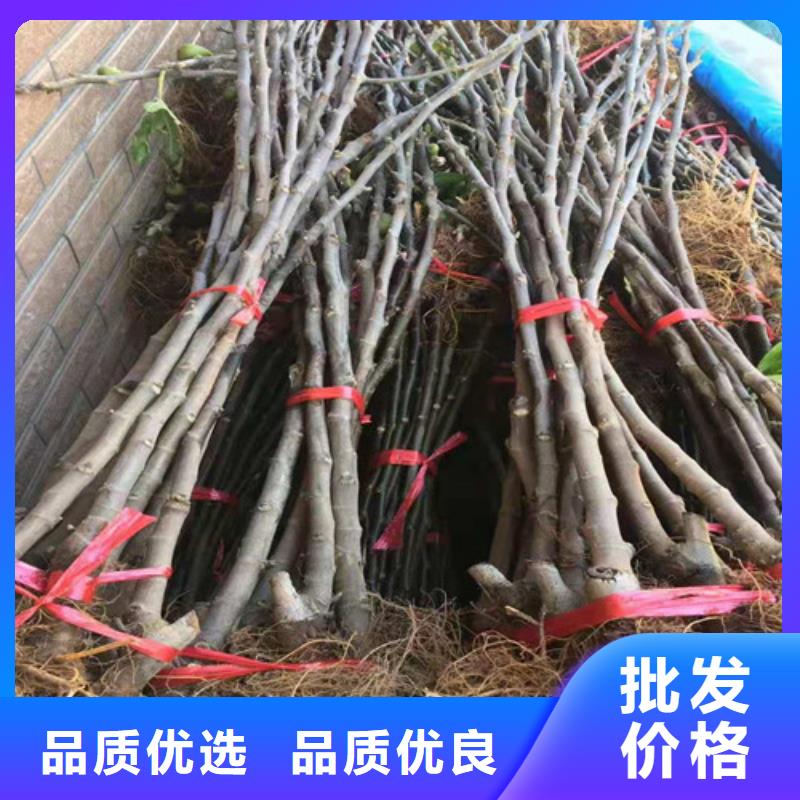 無花果草莓苗精品優(yōu)選