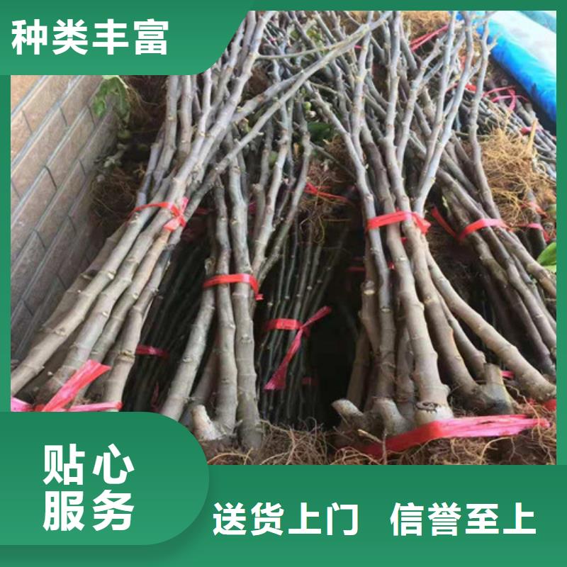 无花果_大雪枣苗定制速度快工期短
