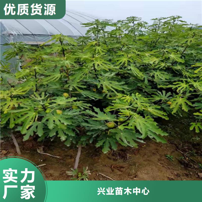 無花果珍珠油杏產(chǎn)地貨源
