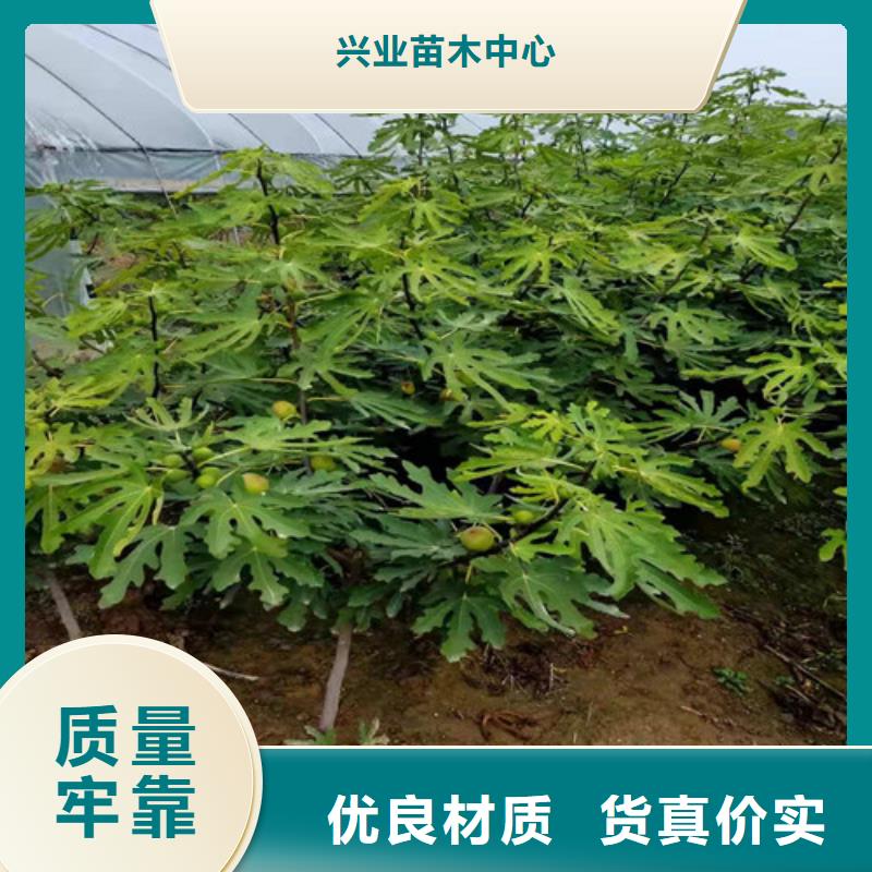 無花果梨樹苗產(chǎn)地工廠