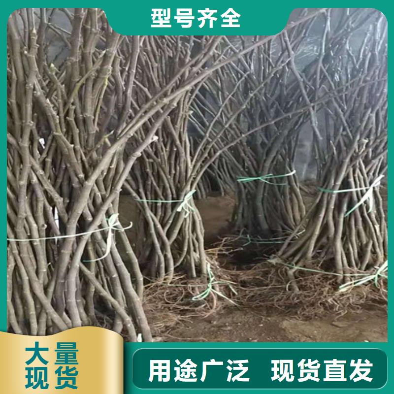 無花果,獼猴桃苗歡迎來電詢價